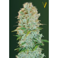 Семена конопли Critical Феминизированные Victory seeds